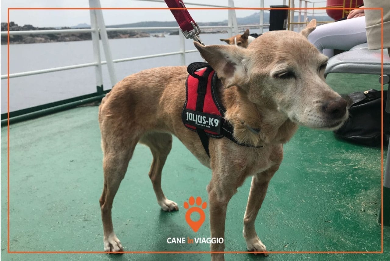 Cani e gatti su navi e traghetti