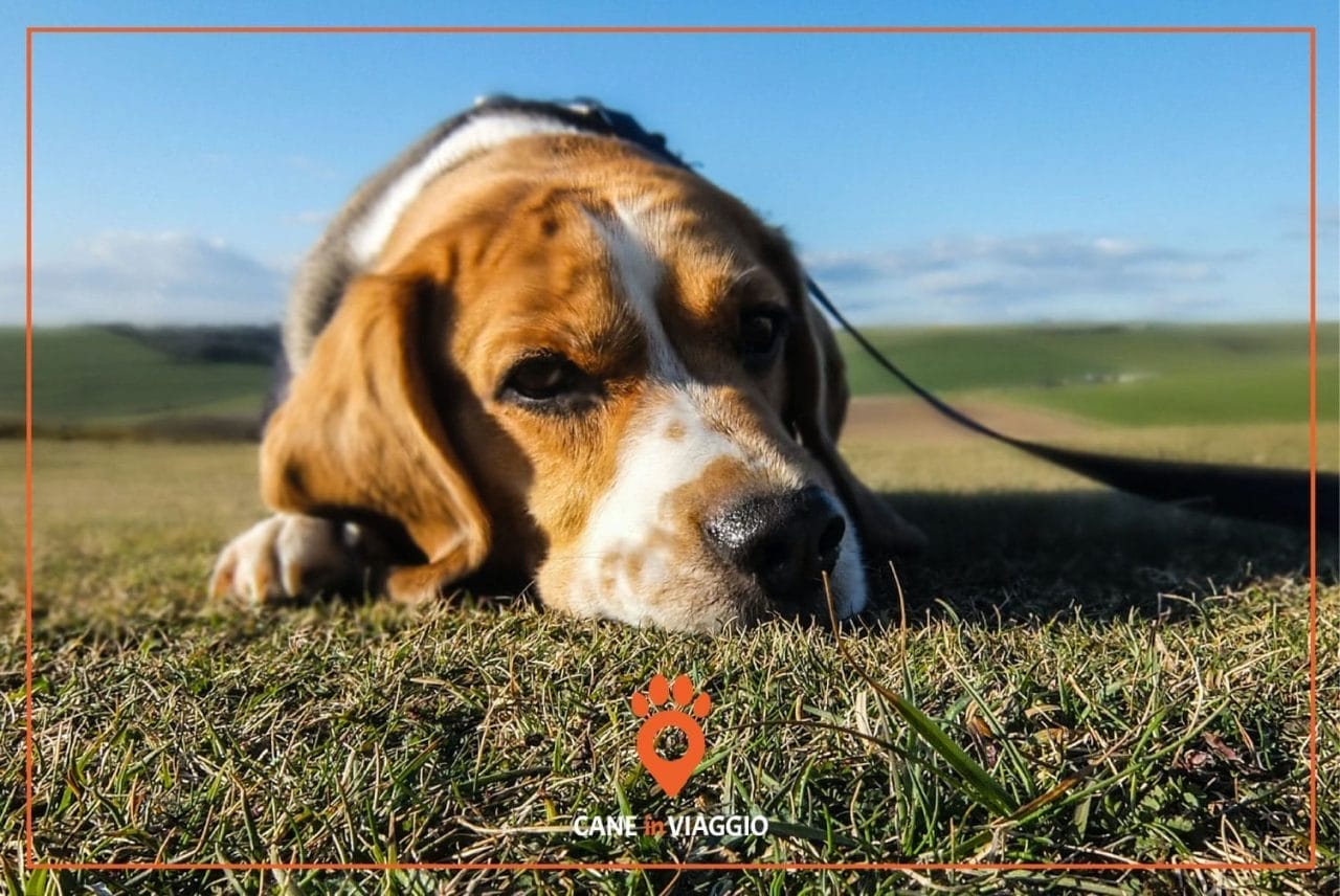 Cani abbandonati e animali selvatici in difficoltà. Chi chiamare in caso di necessità?