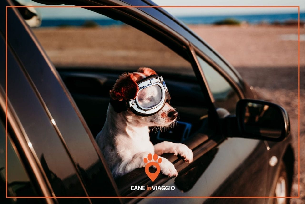 Cucciolo a bordo? Vademecum per il viaggio perfetto
