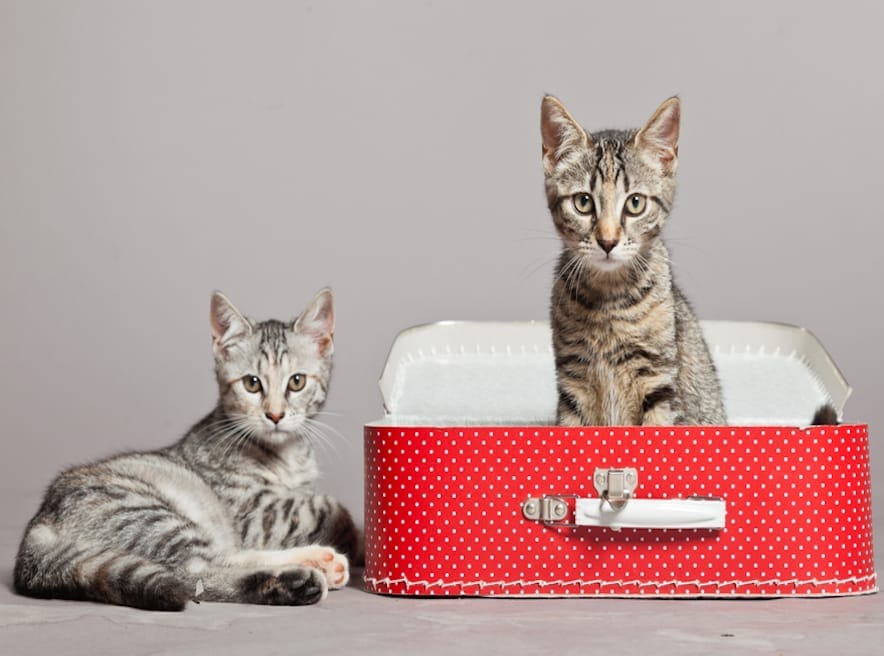5 consigli per chi viaggia con il gatto