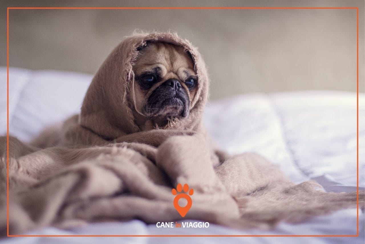 cane avvolto in una copertina con espressione d'ansia