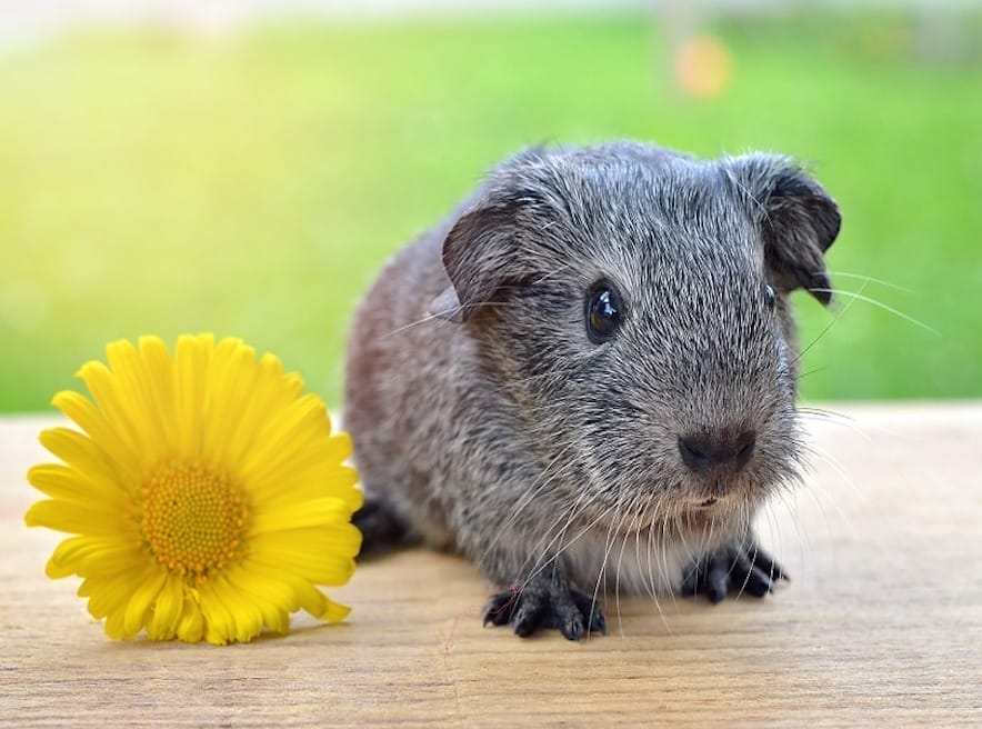 Cavia giramondo?