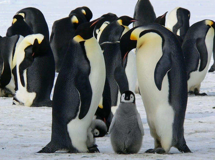 Il libro dell’ignoranza sugli animali