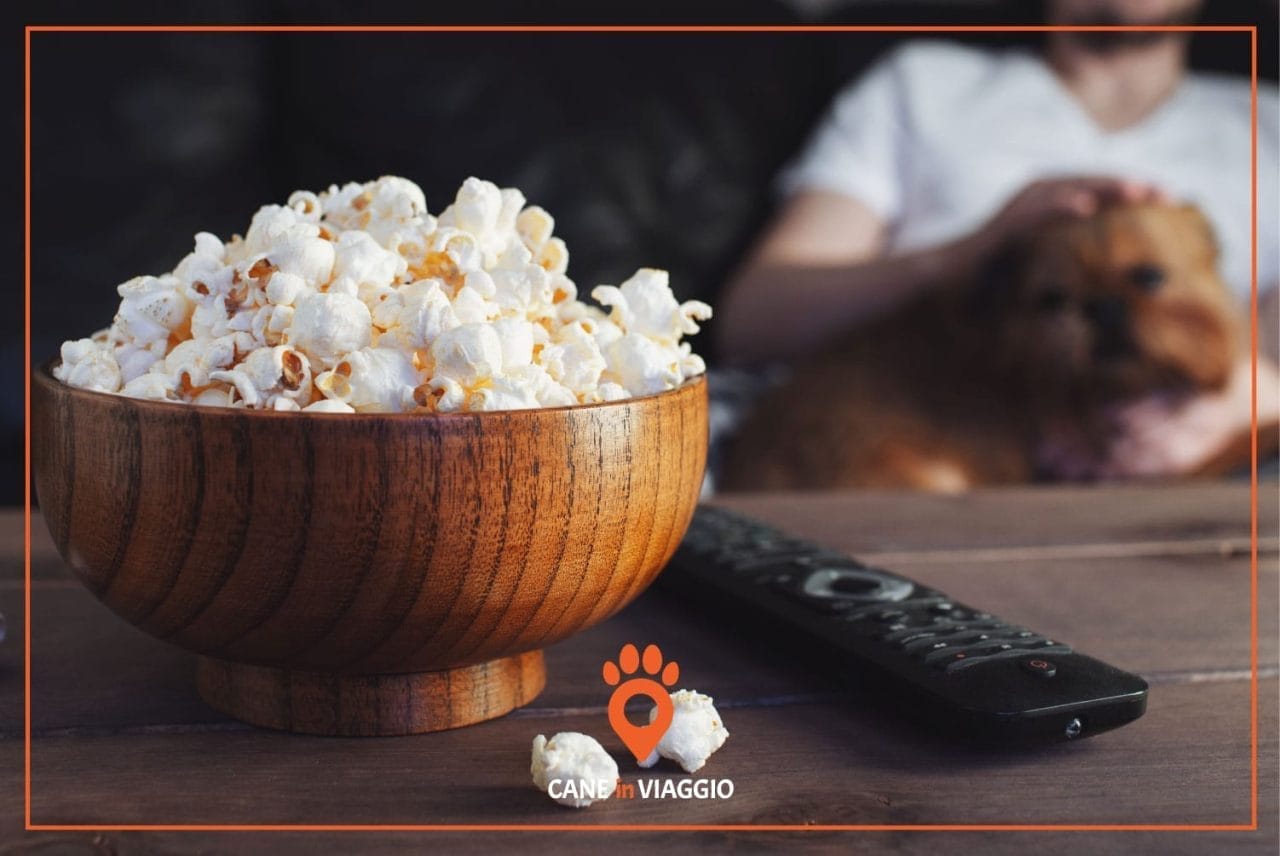 cane guarda un film con il padrone