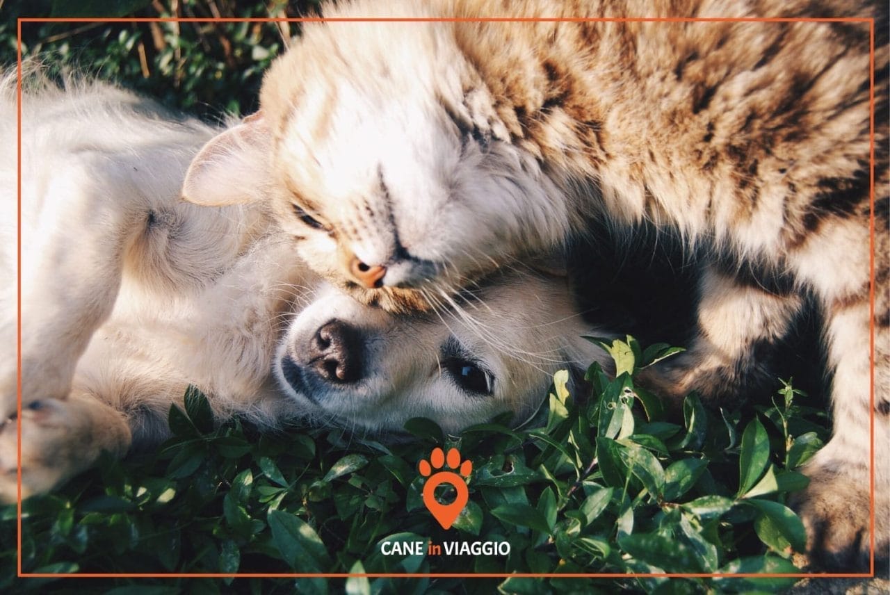 gattino e cane abbracciati