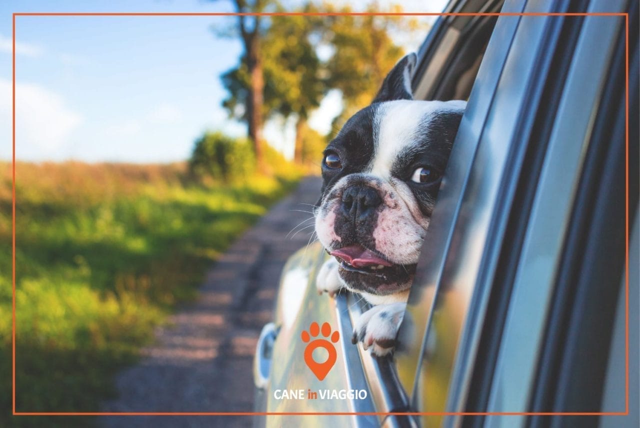 Trasporto cani in auto: 5 consigli per viaggiare con il nostro amico