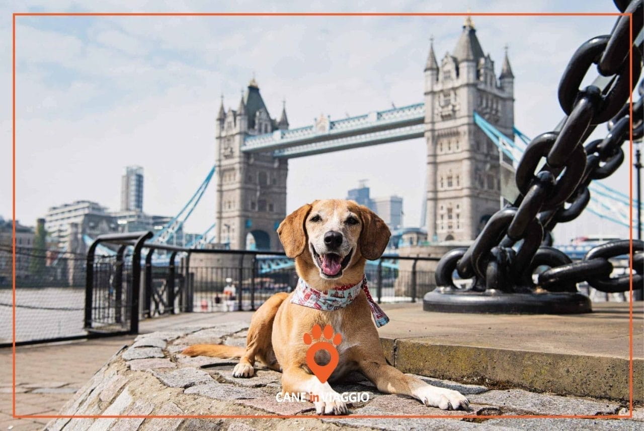 cane in viaggio all'estero a londra