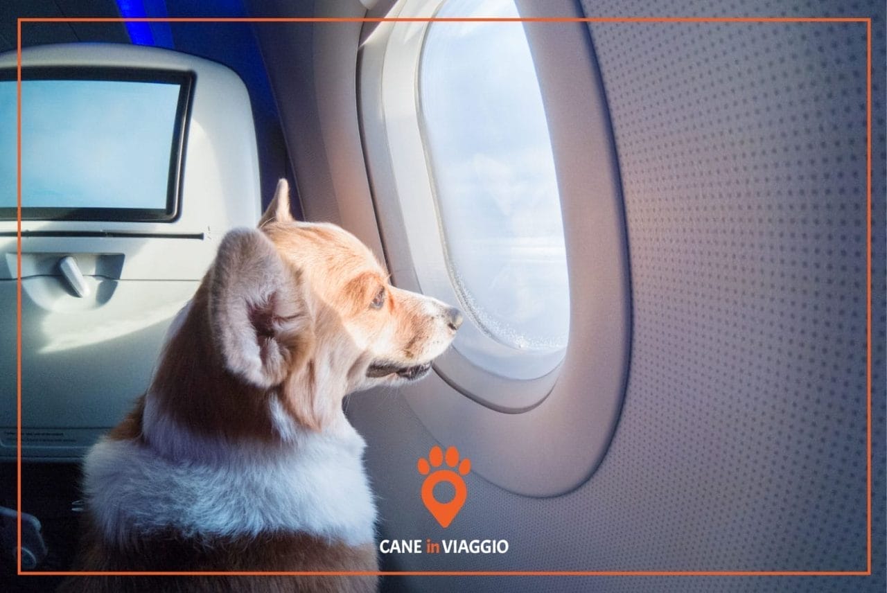 cane in aereo osserva panorama fuori dal finestrino