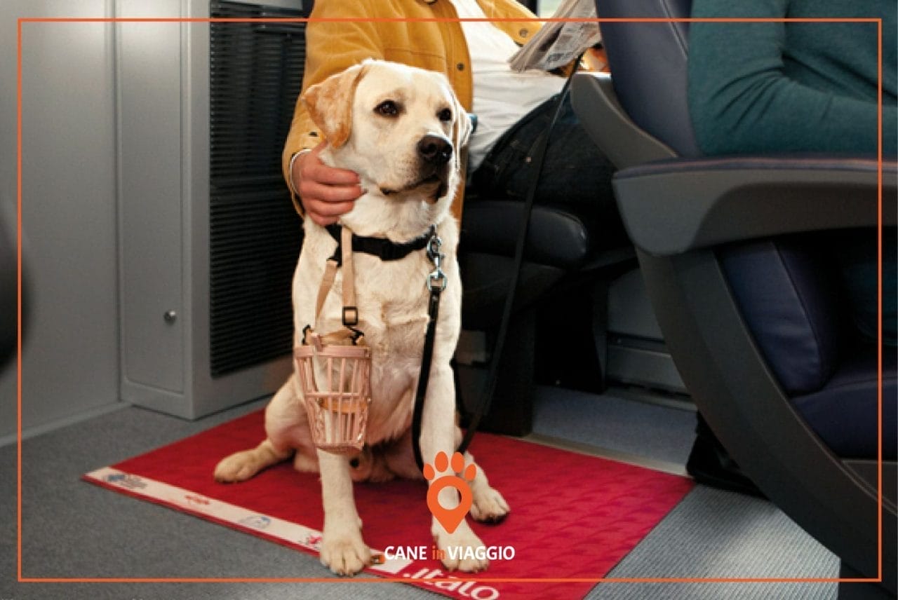 cane in viaggio in treno su italo