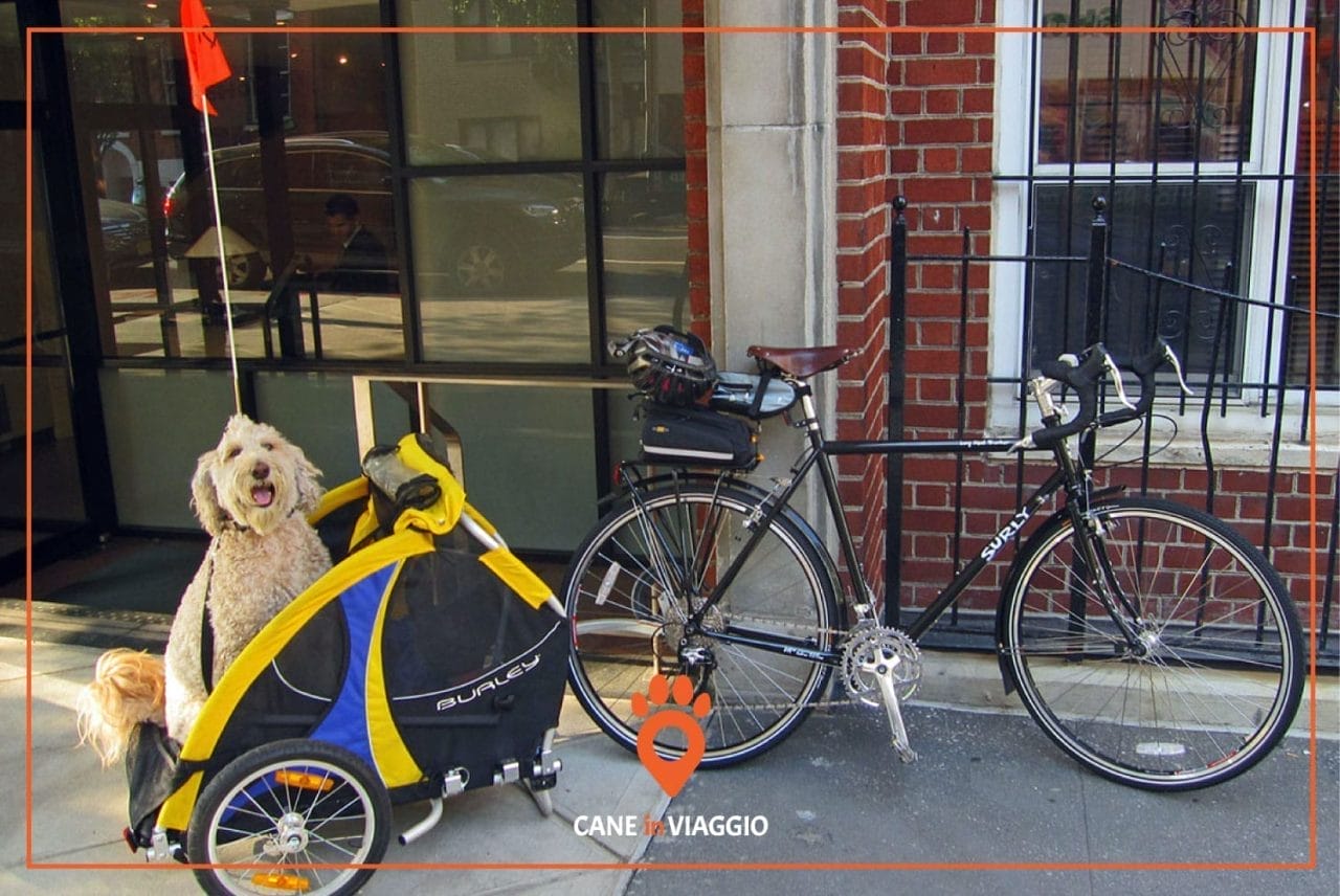 cane in bici dentro un trasportino