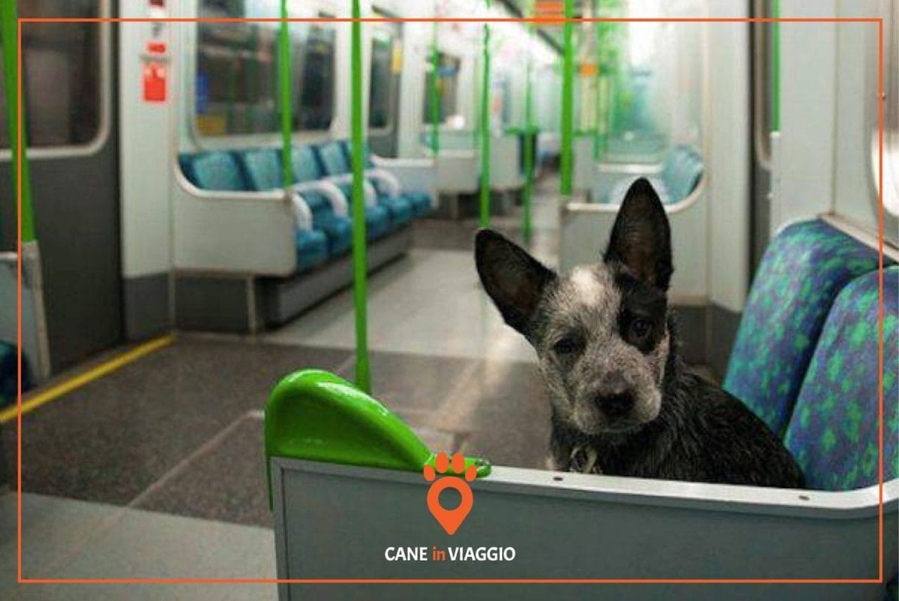 cane in metropolitana seduto