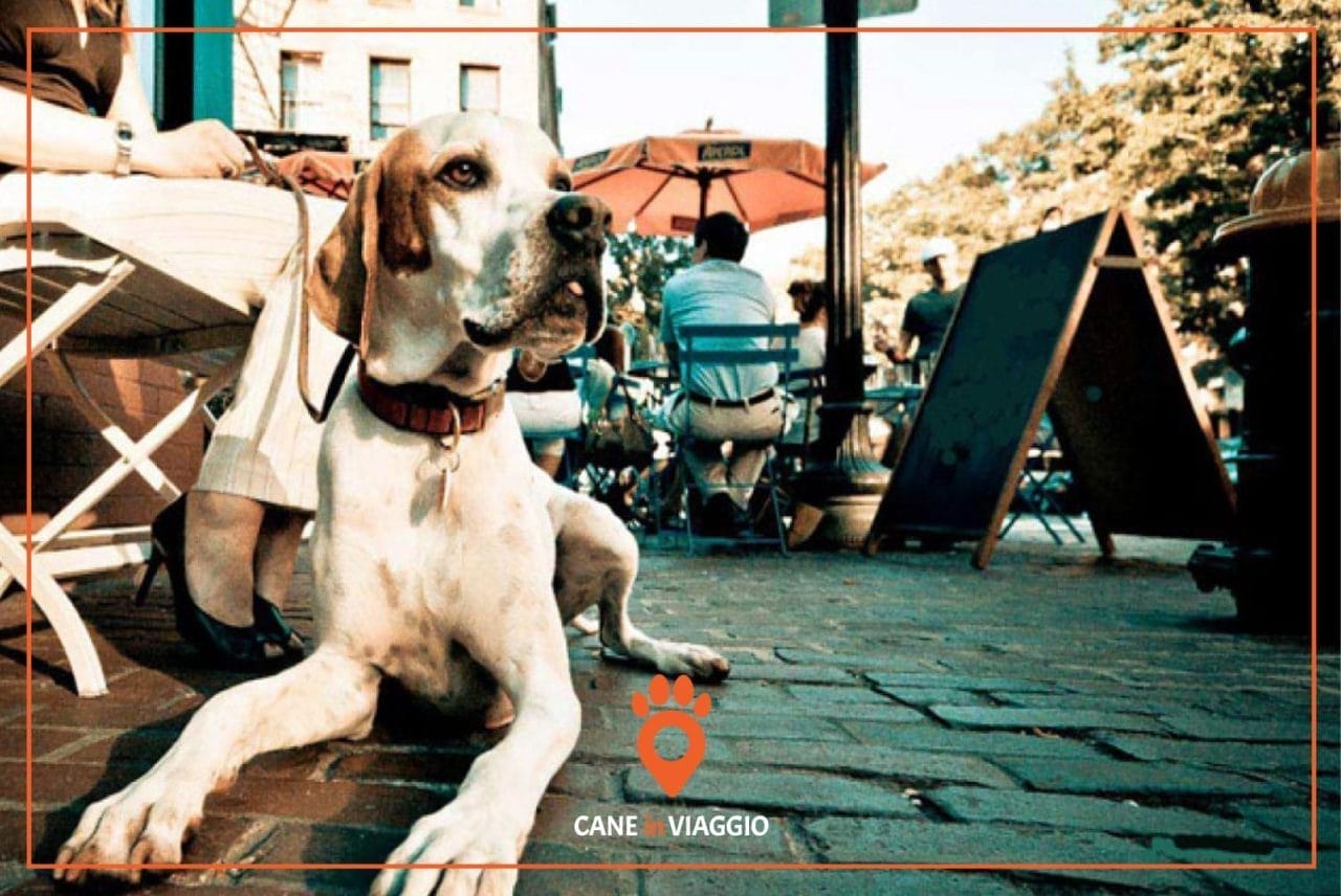 cane al ristorante seduto ai piedi del tavolo