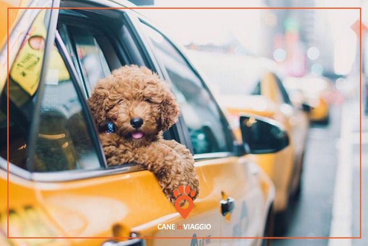 Taxi dog: cosa sono, servizi e prezzi