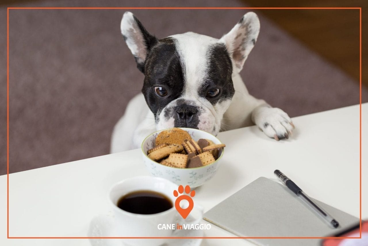 cane osserva biscotti, tra i cibi che i cani non possono mangiare
