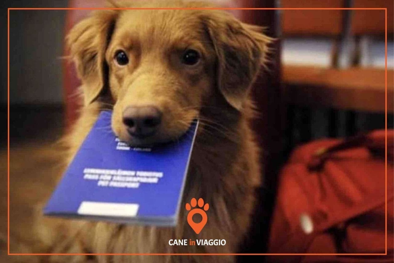 cane con documenti di viaggio