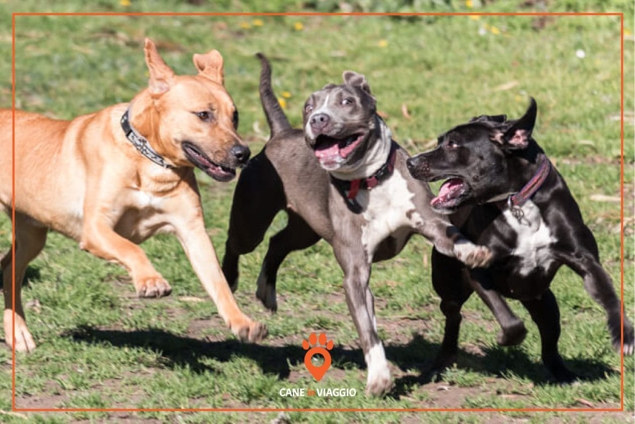 tre cani corrono e si divertono insieme