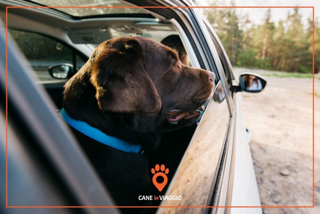 cane sul sedile del passeggero in macchina
