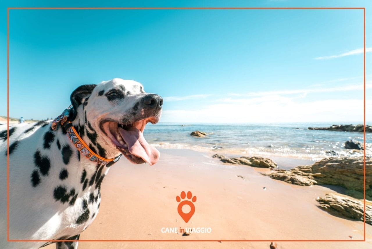 cane in riva ad una spiaggia