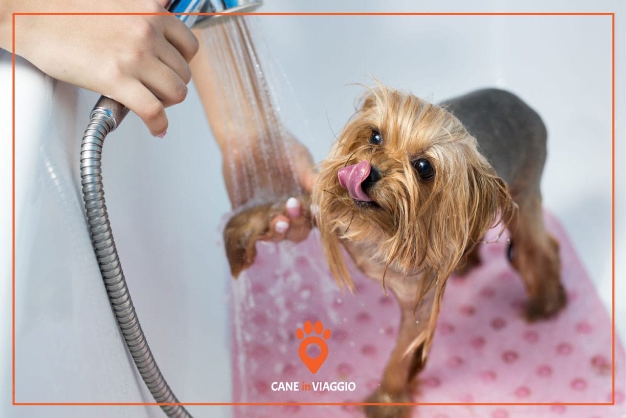 cane di piccola taglia si fa lavare le zampe