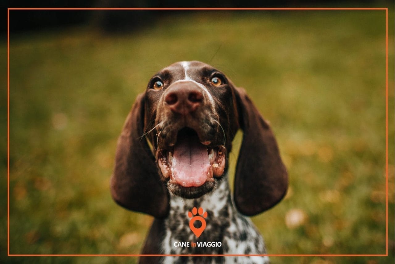 cane cerca di comunicare stupefatto