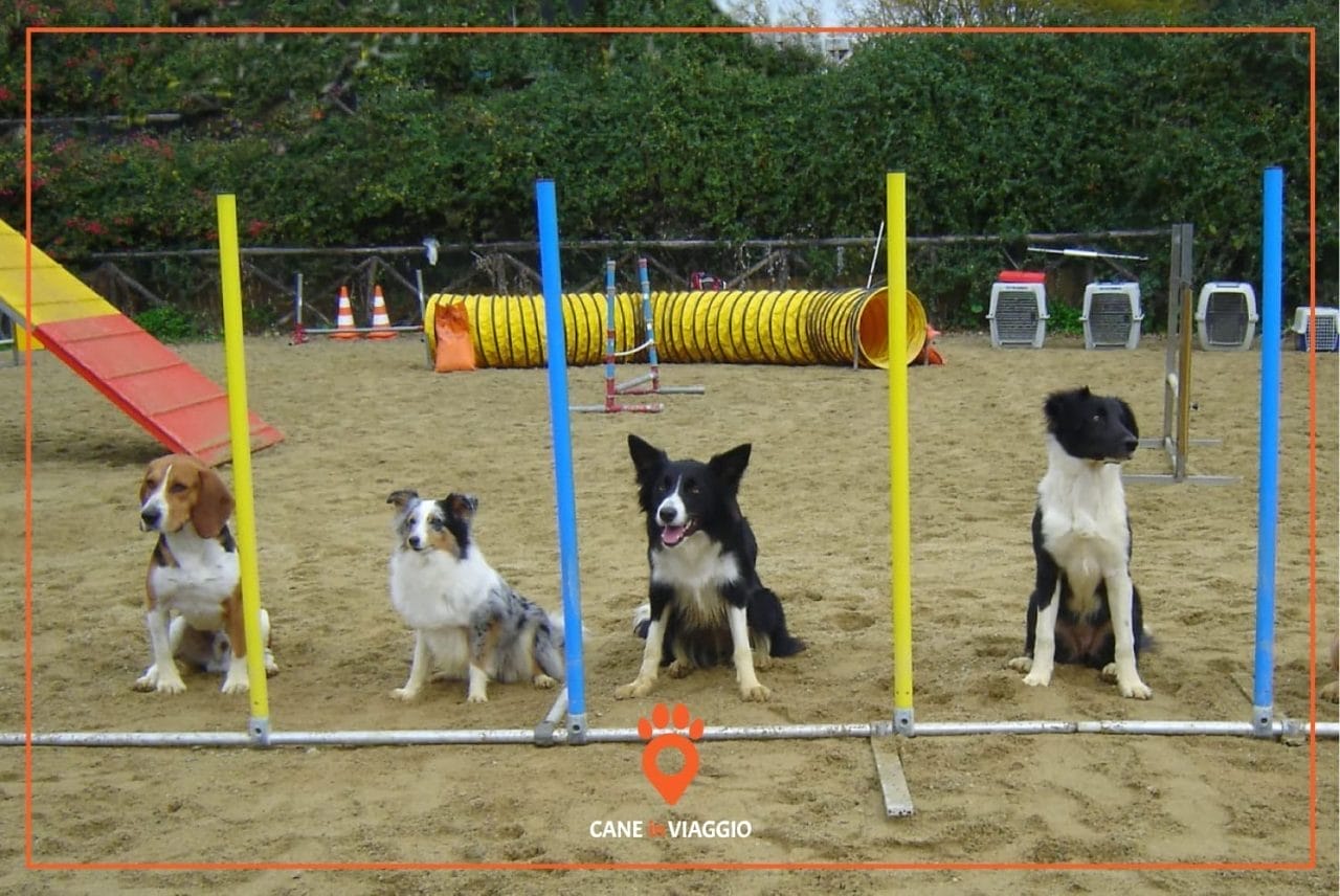 quattro cani giocano seduti in un parco giochi