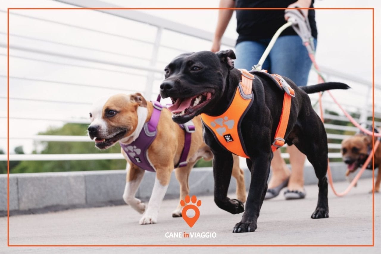 padrone porta in giro i suoi cani con pettorina