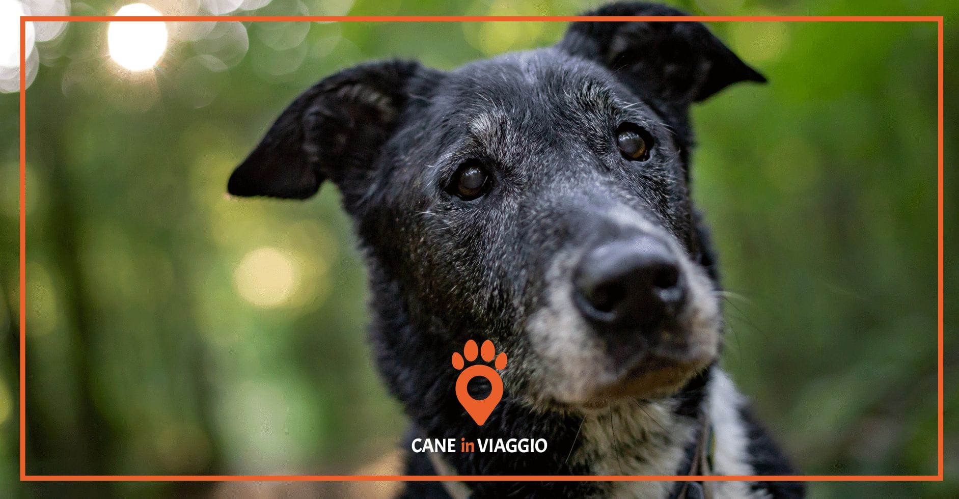 Come prendersi cura di un cane anziano