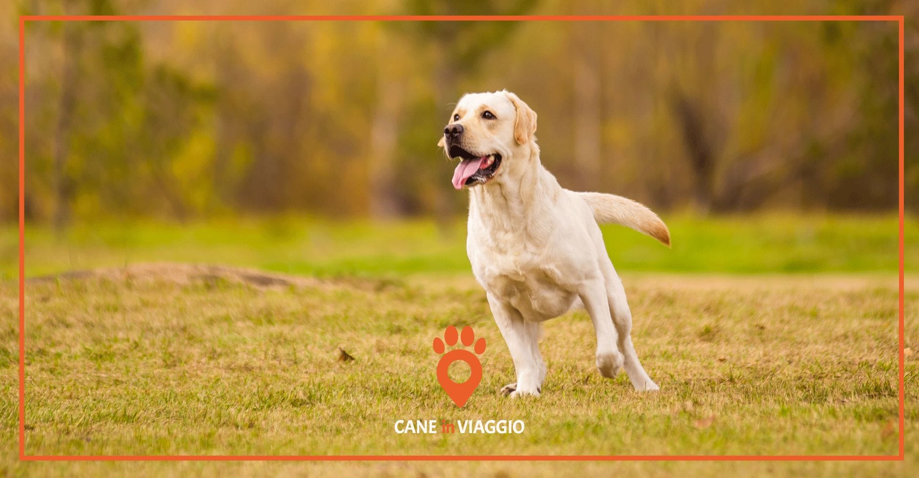 Cane senza guinzaglio