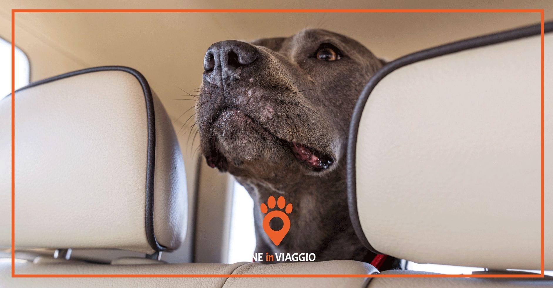 Divisorio auto per cani