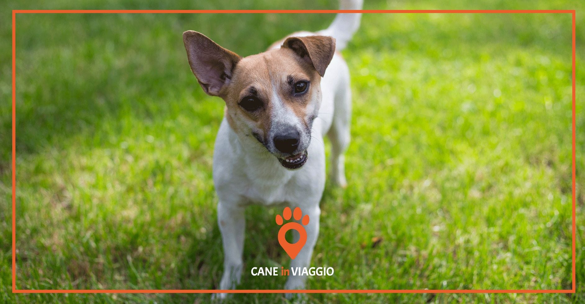 vitamine e proteine per cani