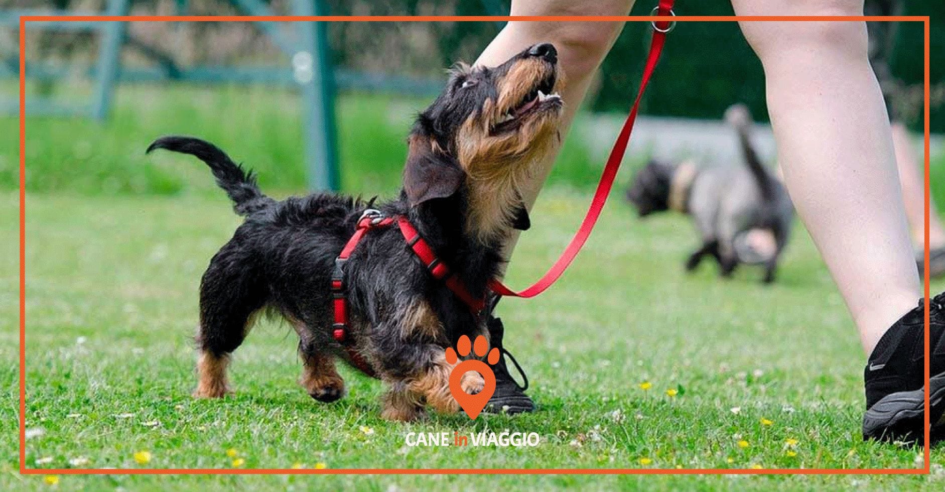 Vuoi diventare un addestratore cinofilo? Scopri come fare