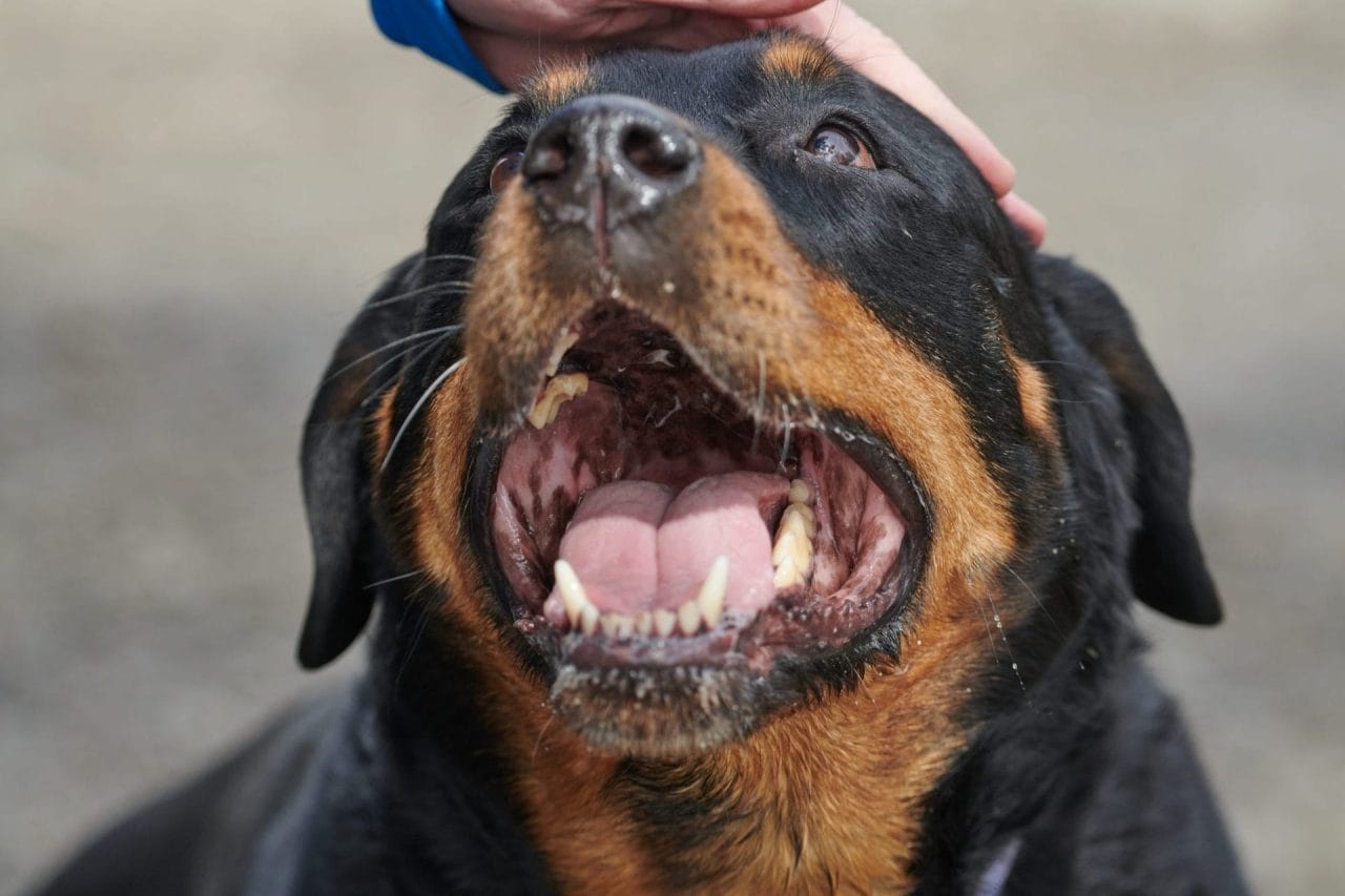 Come insegnare al cane a difendere il padrone