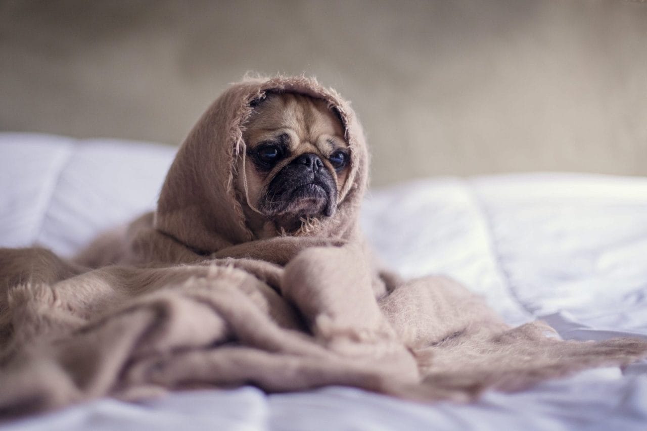 Lo starnuto nel cane, cosa succede quando ha il raffreddore?