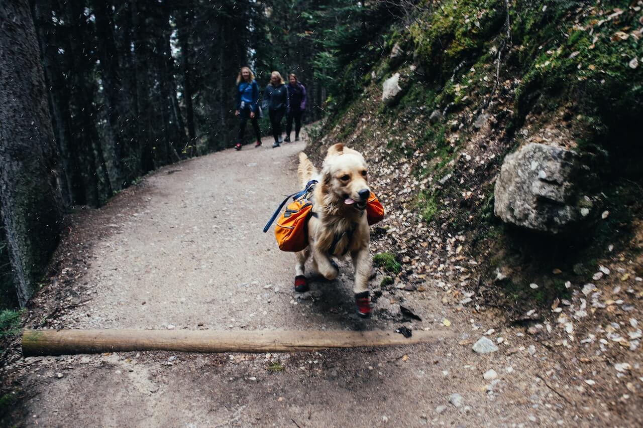 Piante Velenose per Cani: come riconoscerle