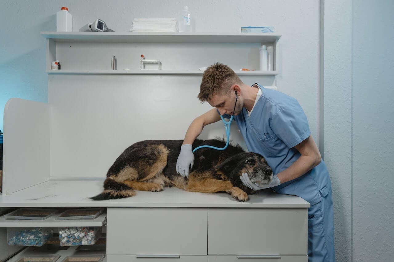 Cosa fa il veterinario dermatologo per cani