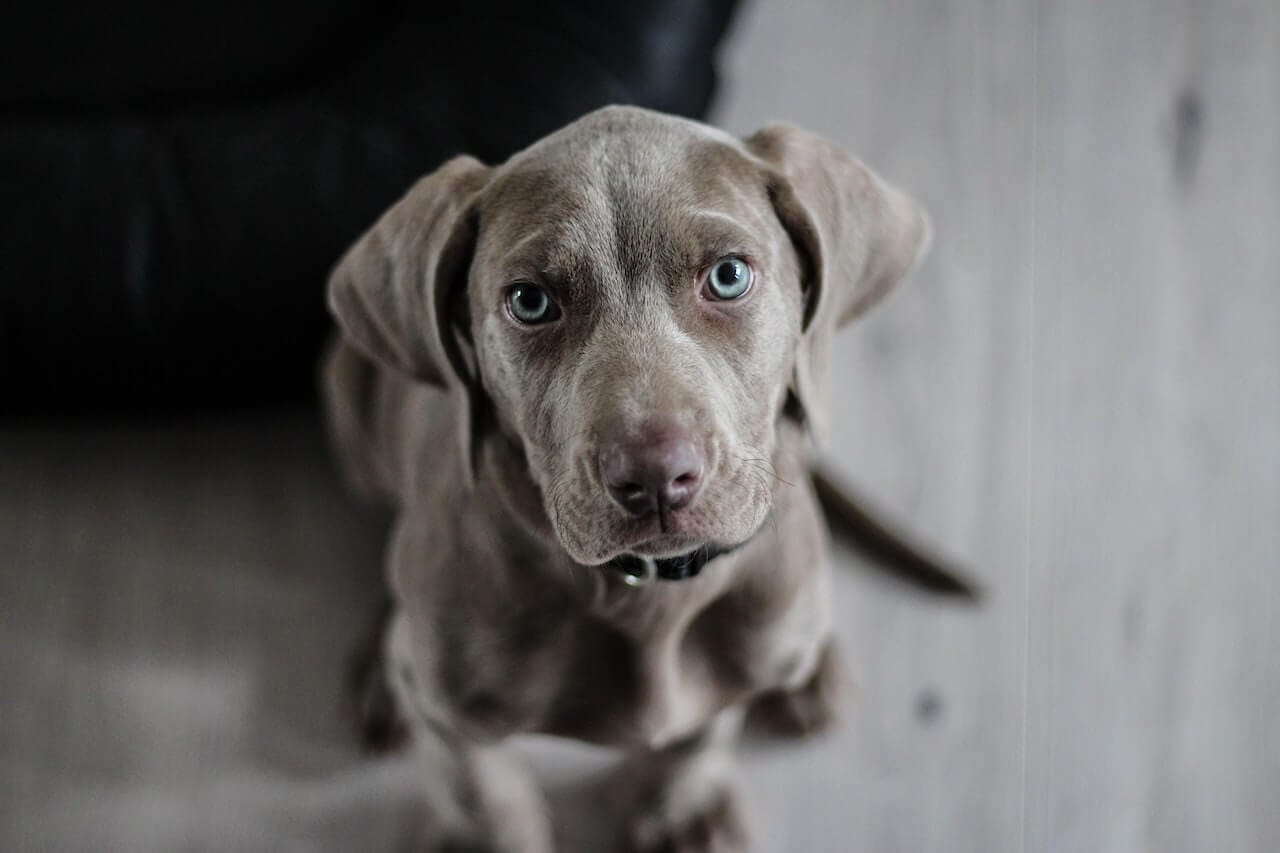 Portare il cane in ufficio, pro e contro e qualche regola