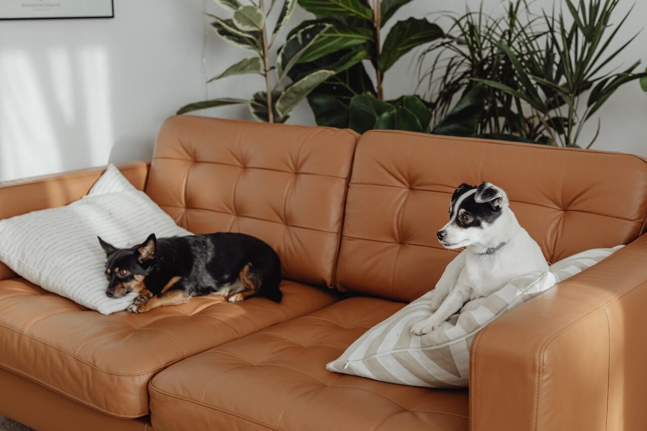 Come non far salire il cane sul divano (se lo desideri)
