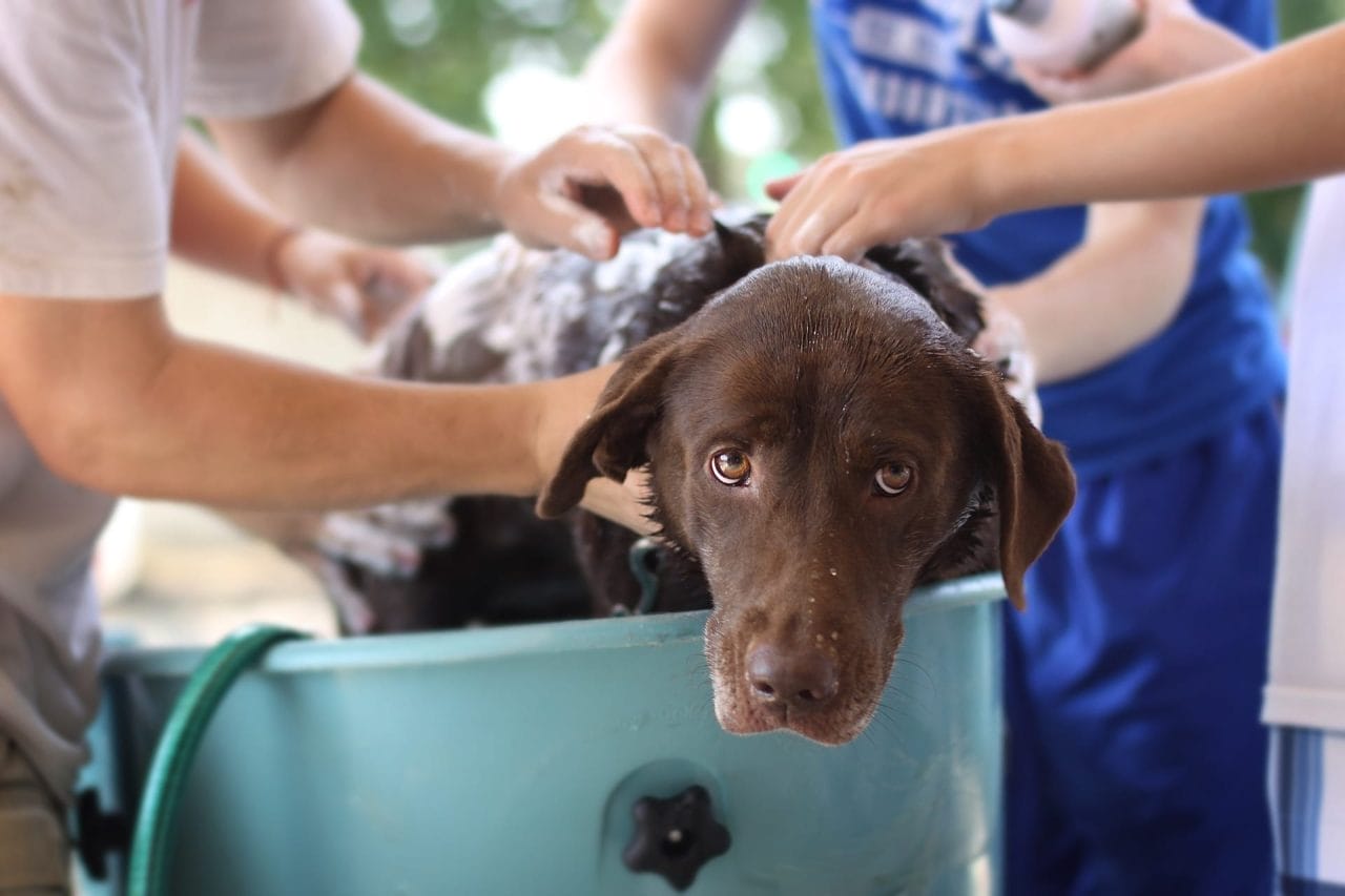 Quando fare il primo bagno al cane e come convincerlo