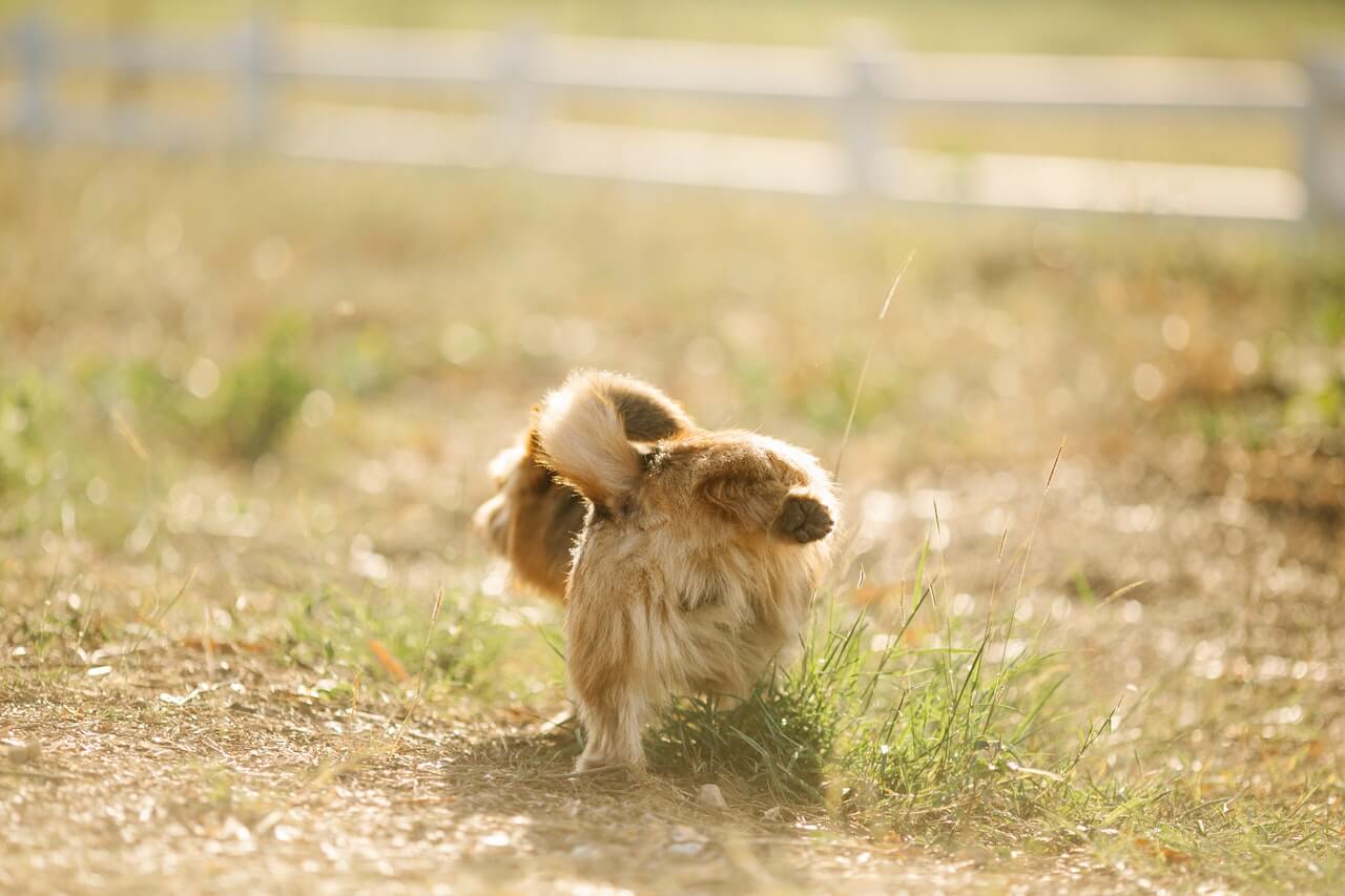 Pulire la pipì del cane per strada: in Sicilia una legge