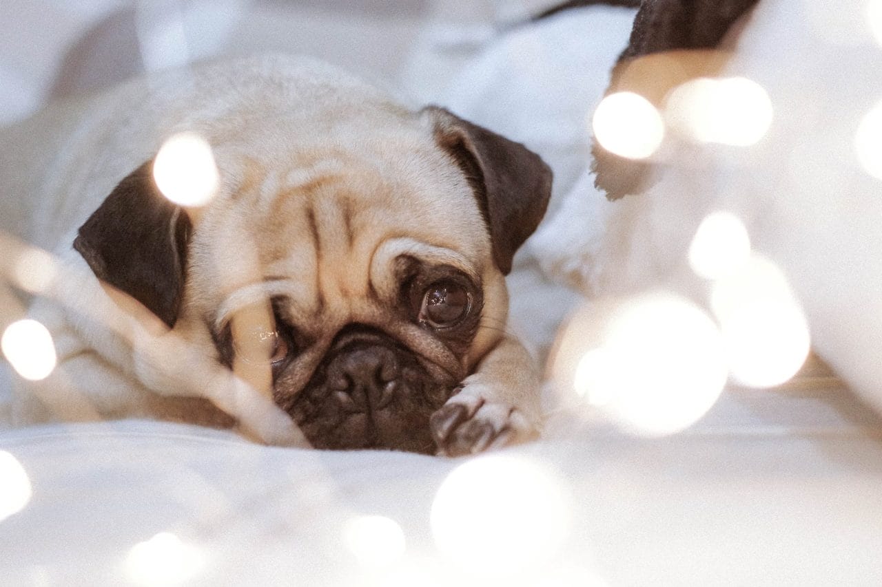 Come vedono i cani e come percepiscono i colori