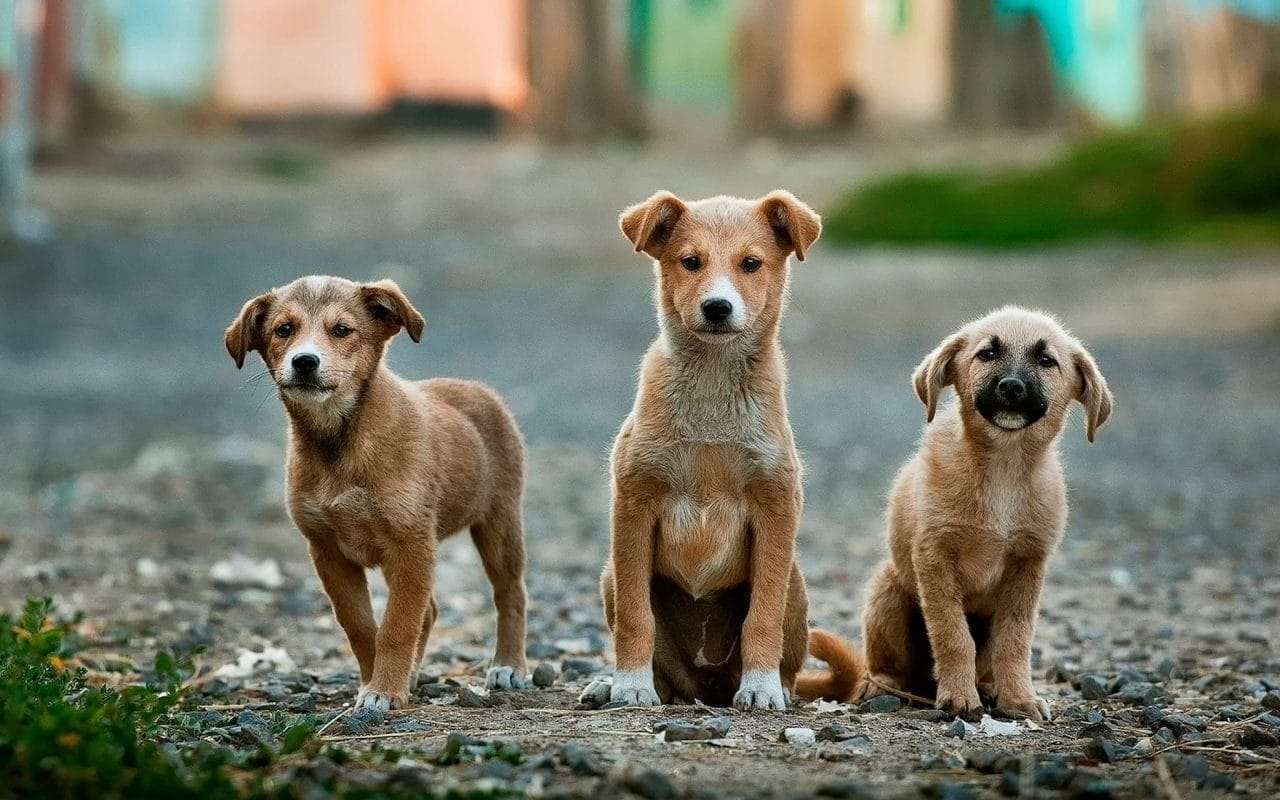 Come superare la paura dei cani: guida completa alla cinofobia