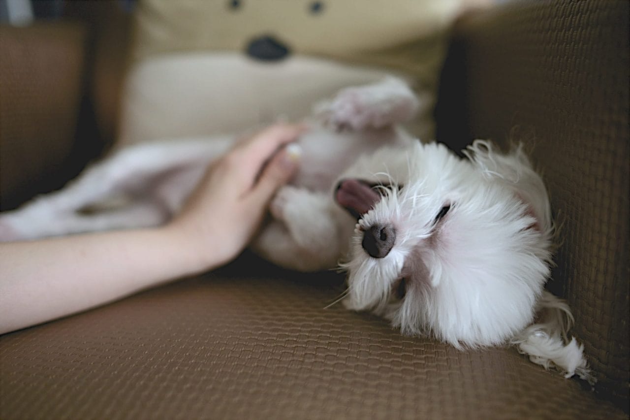 Capire Fido: perché i cani ci leccano?