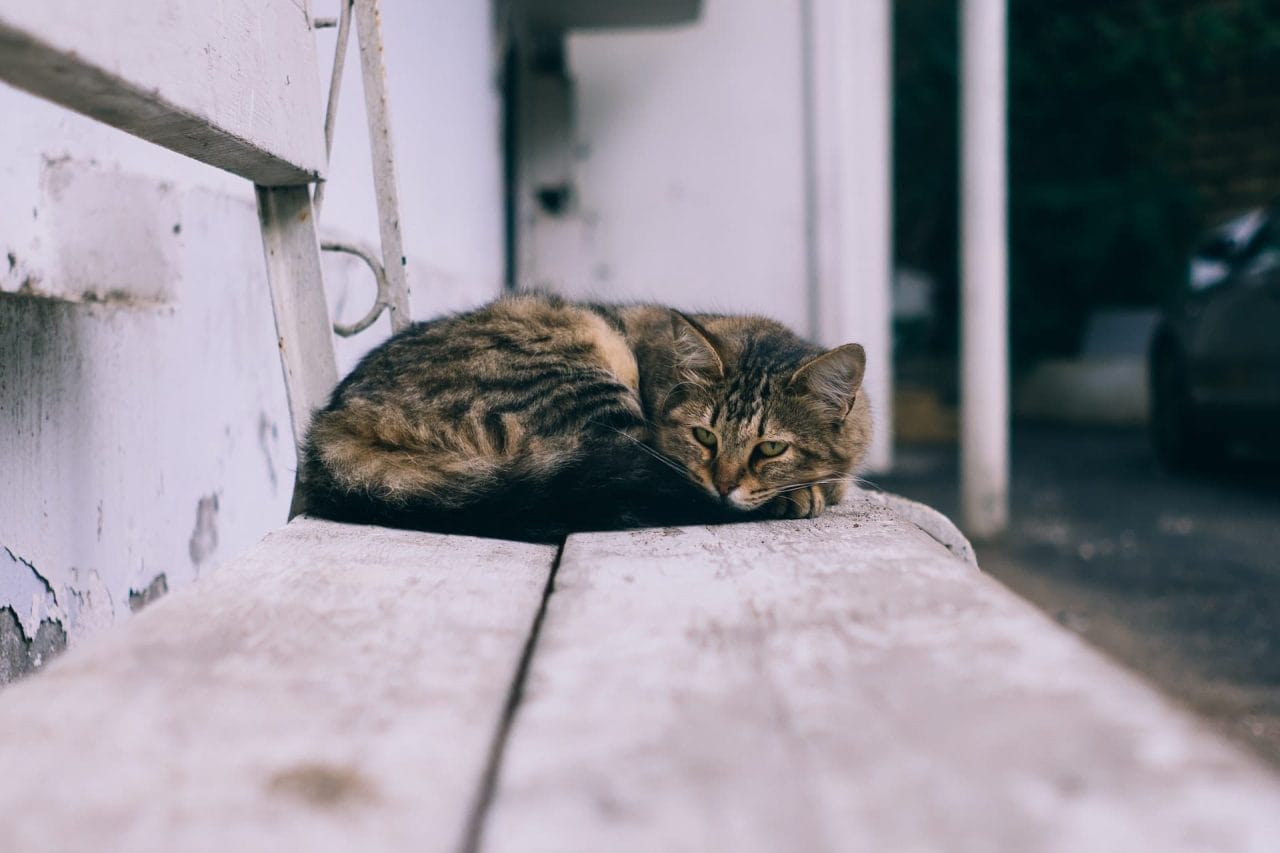 Dove portare un gatto che non si può più tenere