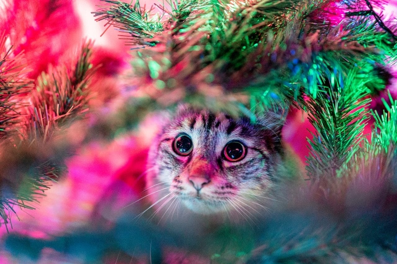 Gatti e alberi di Natale, un binomio impossibile?