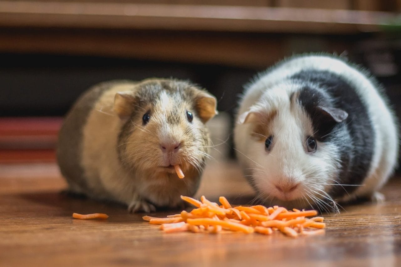 Tutti gli animali domestici da tenere in casa