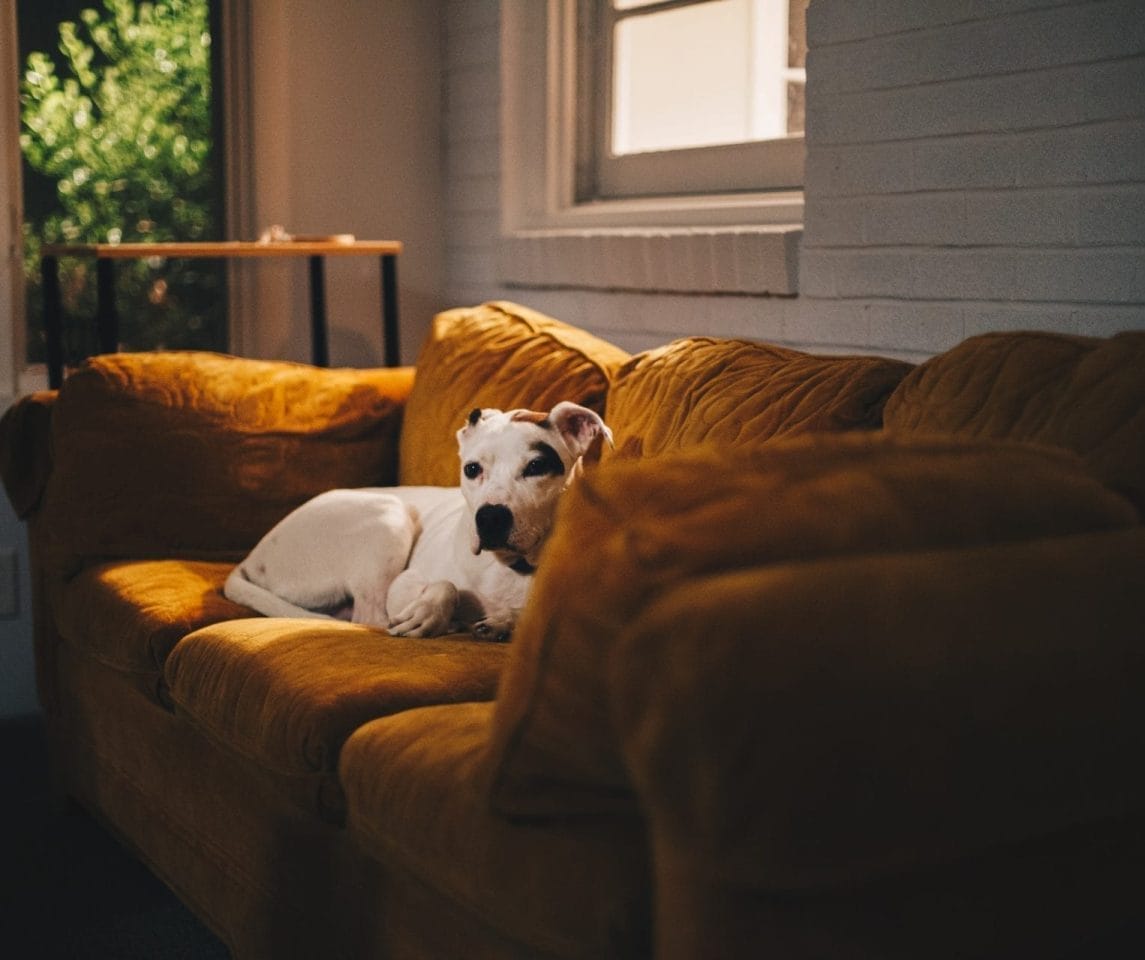 Assicurazione casa e animali domestici