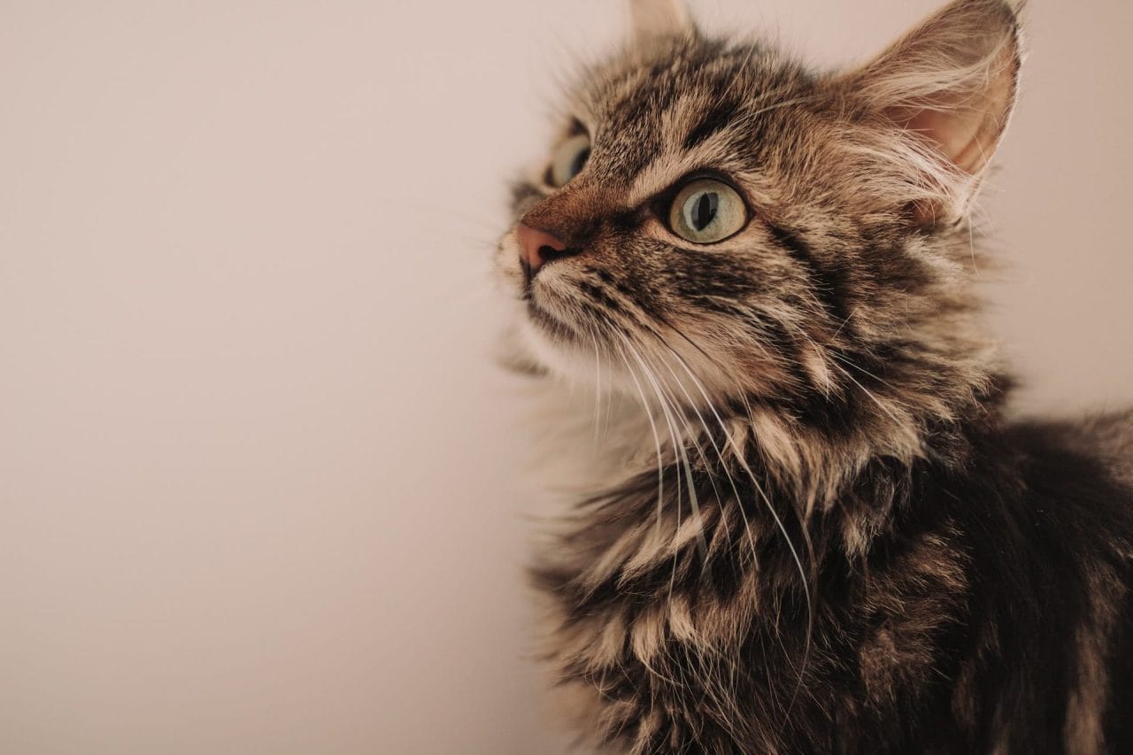Il linguaggio felino. Cosa vuol dire quando il gatto gira in tondo?