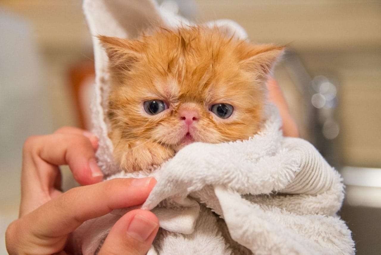 Perché i gatti hanno paura dell’acqua?