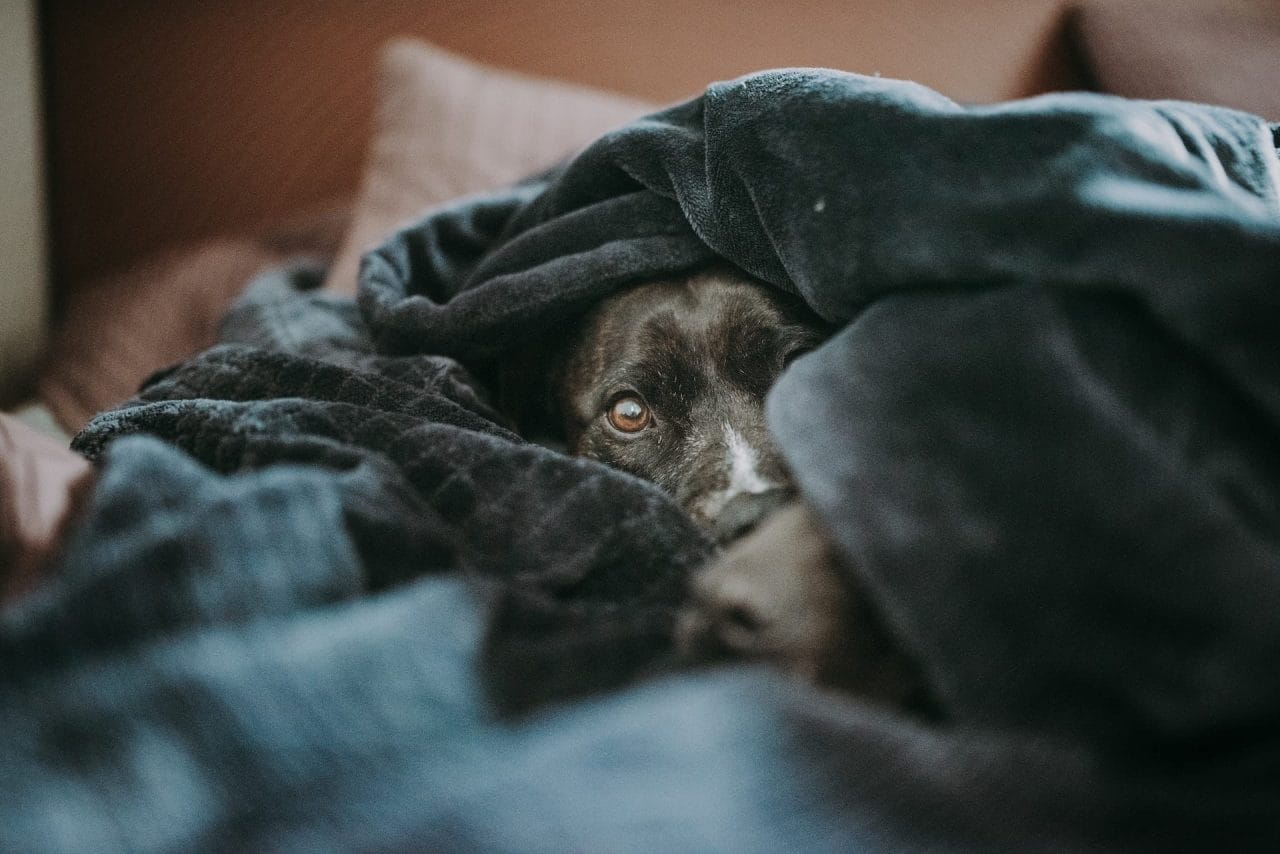 Non solo botti di Capodanno: tutti i rumori fastidiosi per i cani