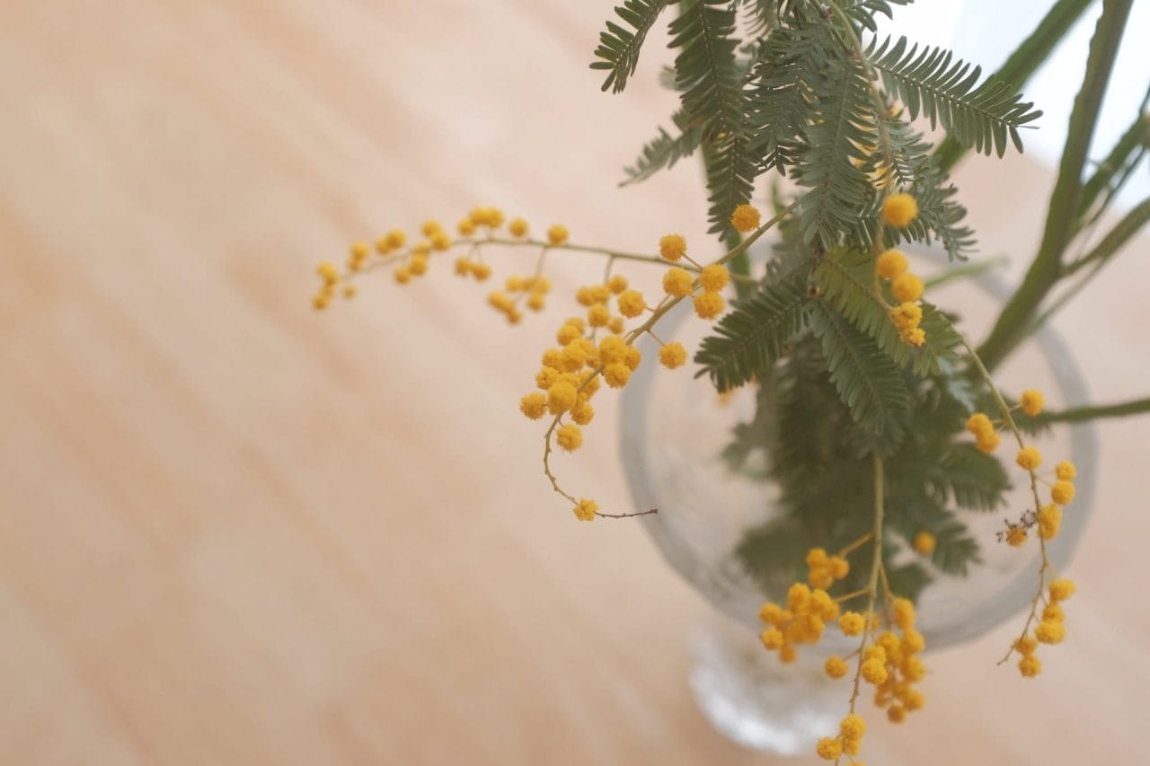8 marzo, gatto e mimosa: che succede se la mangia?